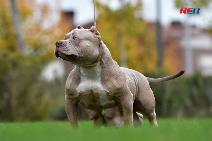 ทําไมอเมริกันบูลลี่ถึงดุ