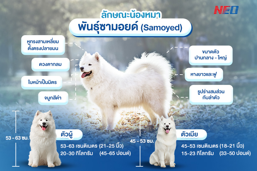 หมาพันธุ์ซามอยด์